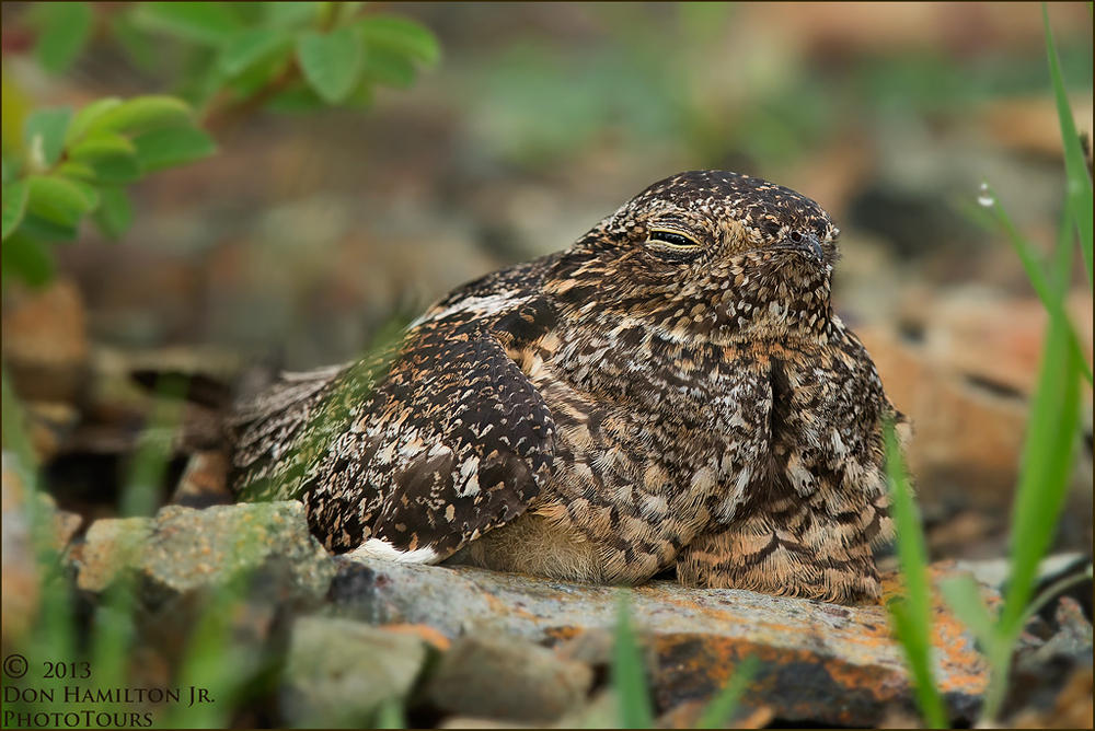 Antillean-NightHawk