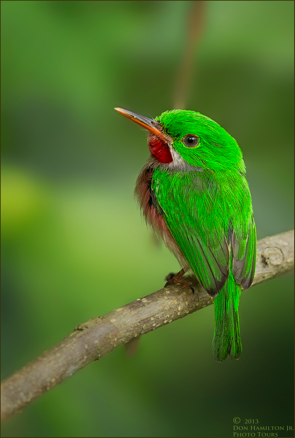 Broad-Billed-Tody