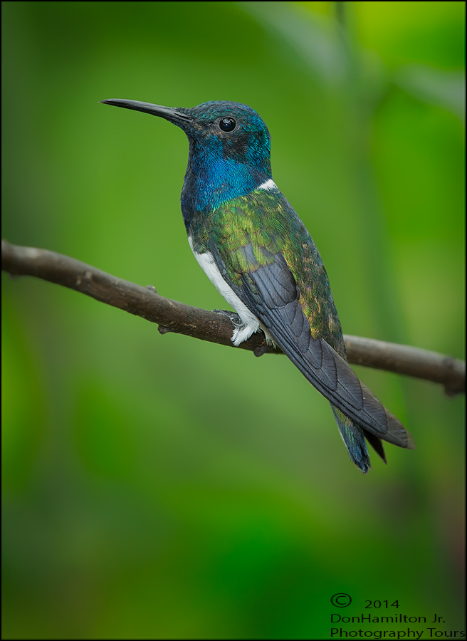 White-Necked-Jacobin-Forums O7T0036