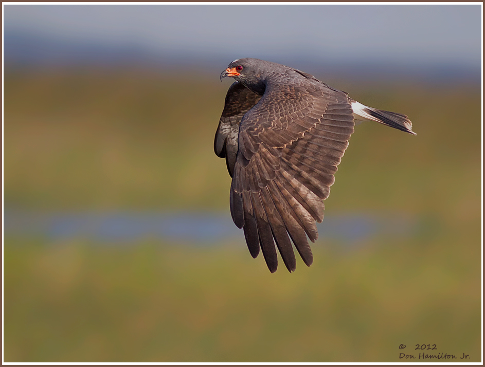 A-Flappin