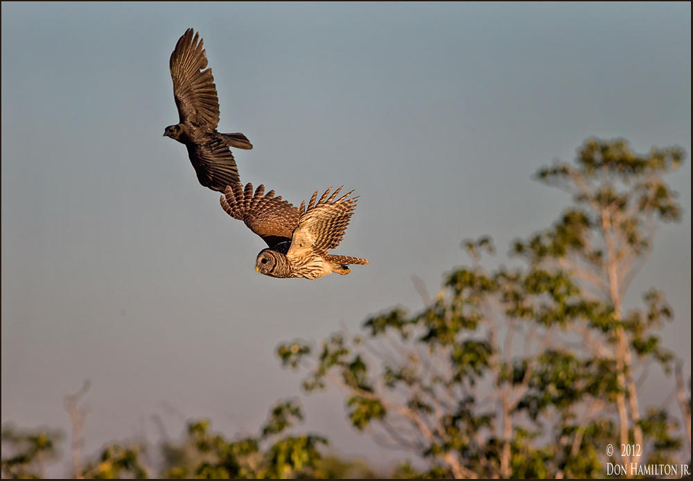 Barred-Crow-Formation