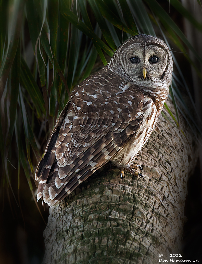 Barred-Owl-3