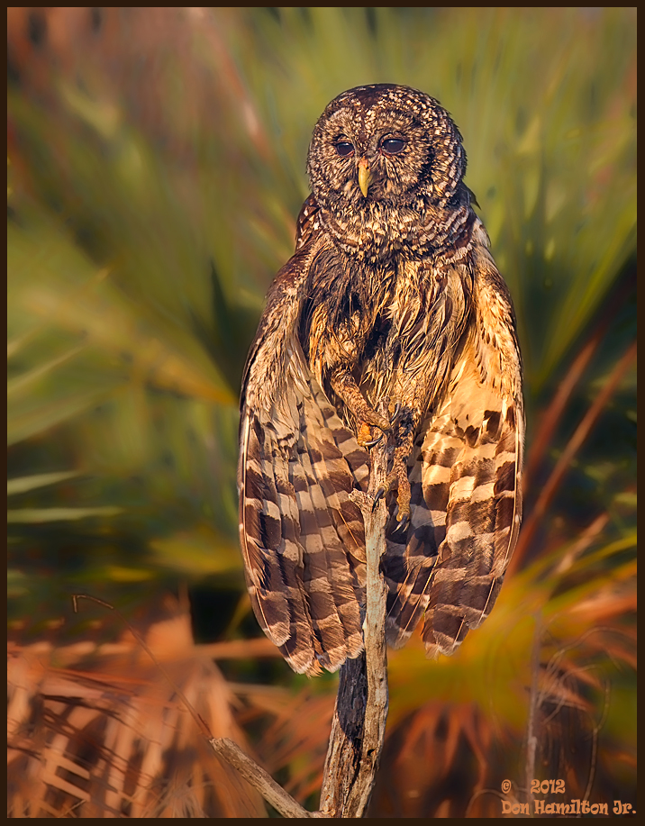 Bathing-Barred-Owl-forum-size