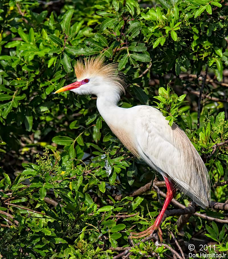 Cattle-Egret-colony