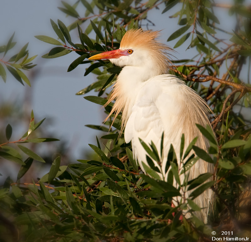 Cattle-egret-Colony-II - Copy