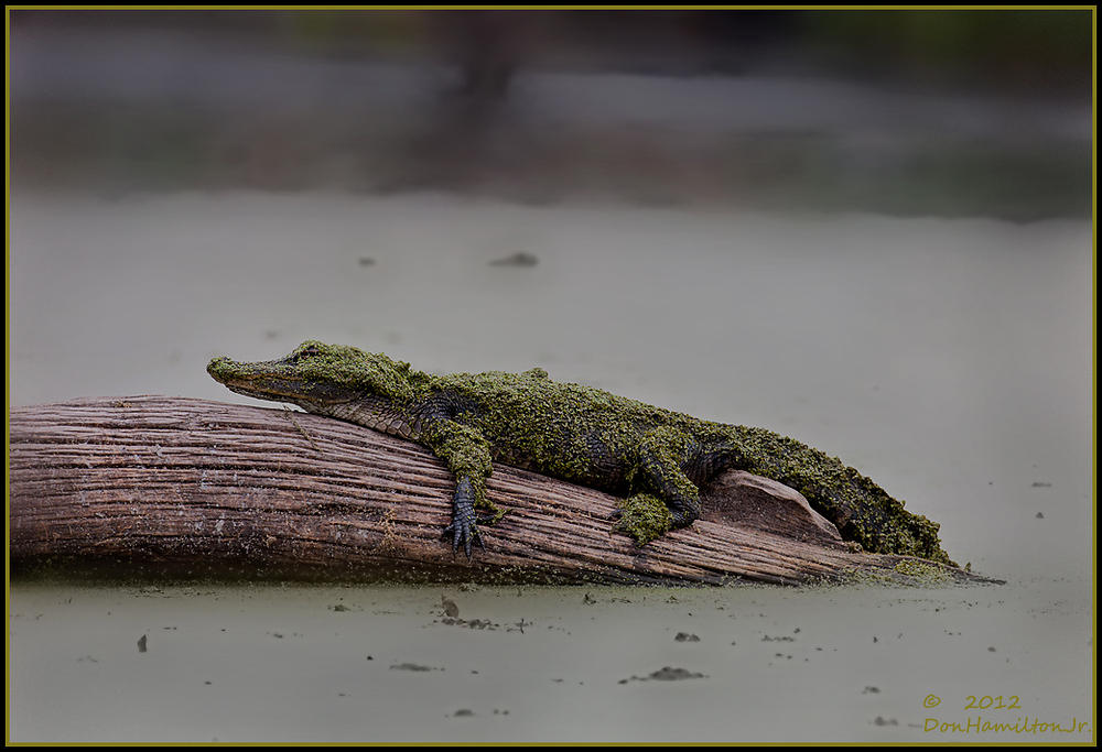 Duck-Weed-Snooze
