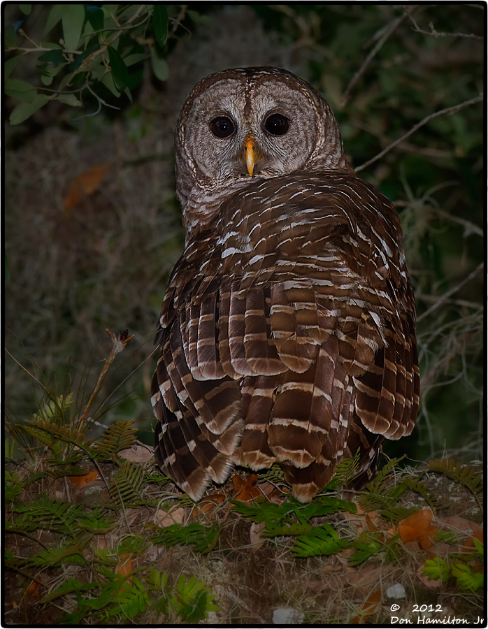 Early-Evening-Stare - Copy