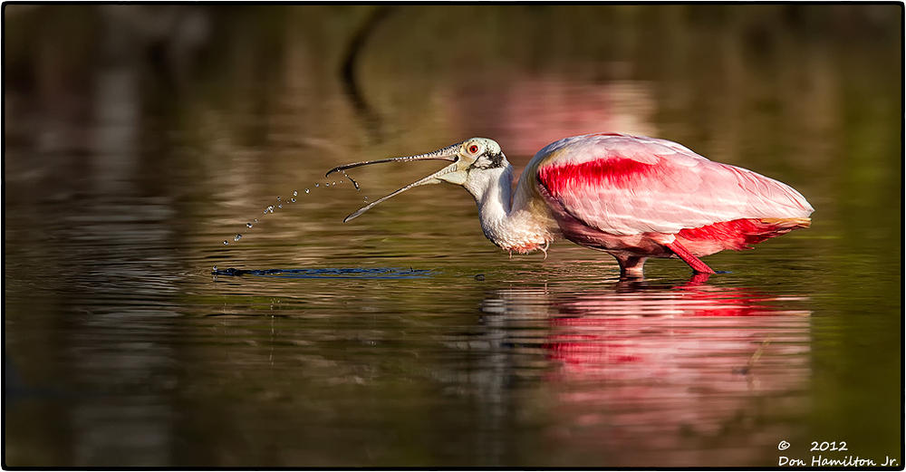 EverGlades-Spoonie MG 4367