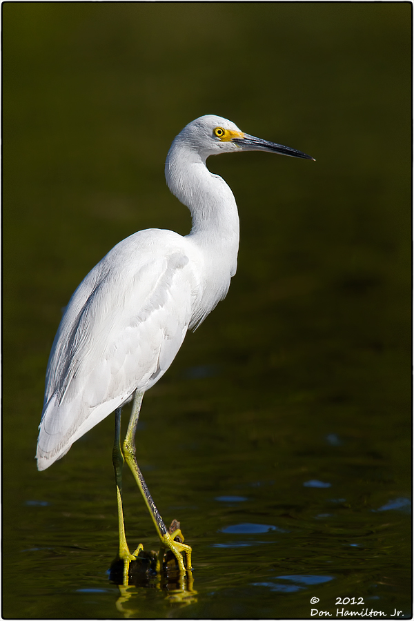 Everglades-White