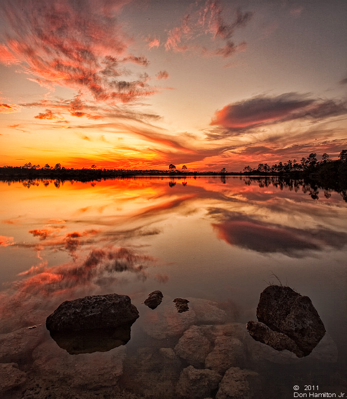 Flamingo--Pines-Sunset