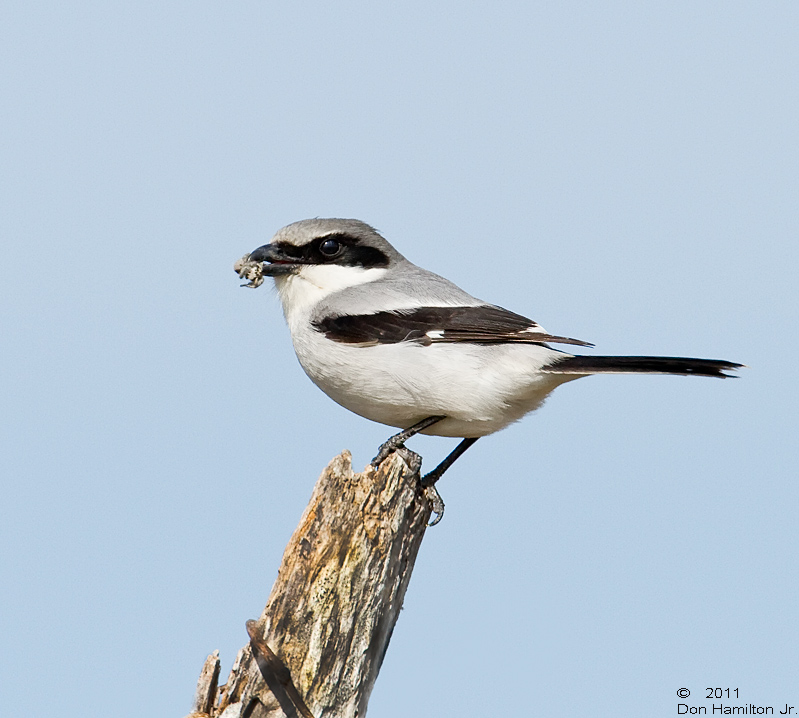 Flamingo-Shrike