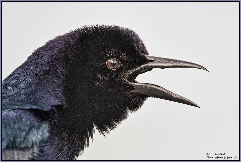 High-Key-Grackle