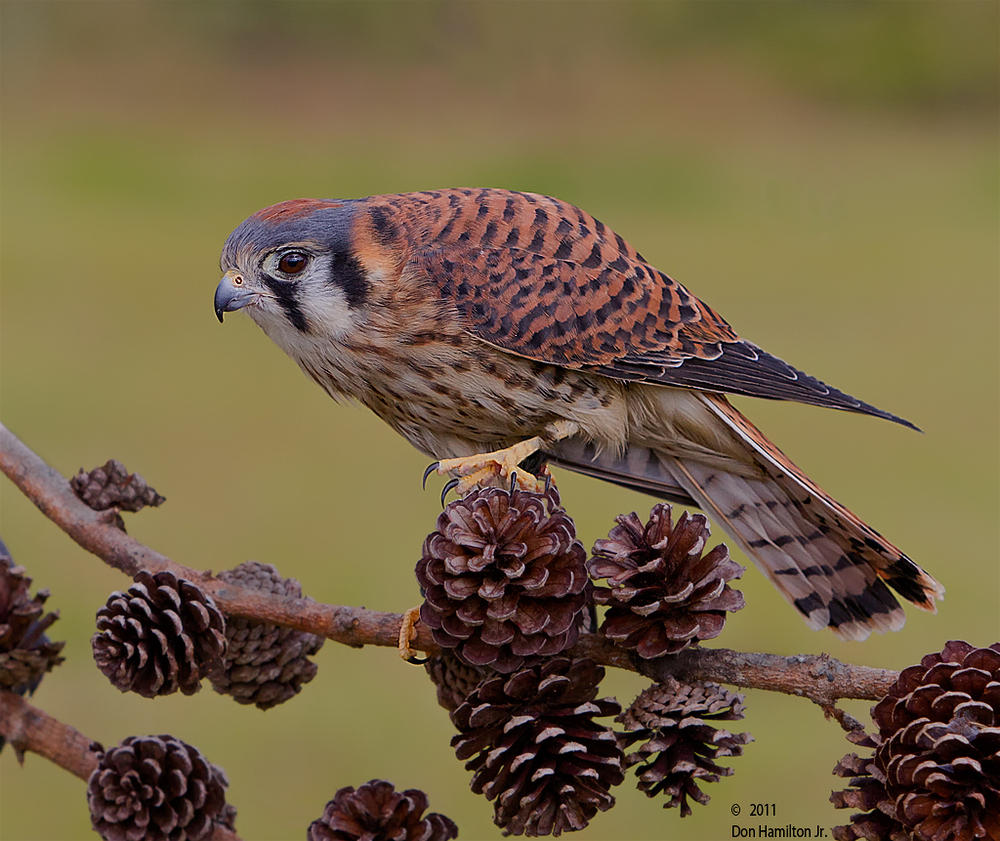 Kestrel-forum-size