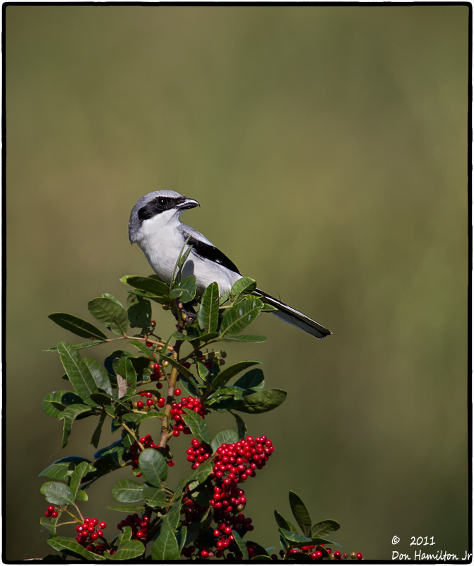 Loggerhead-Shrike