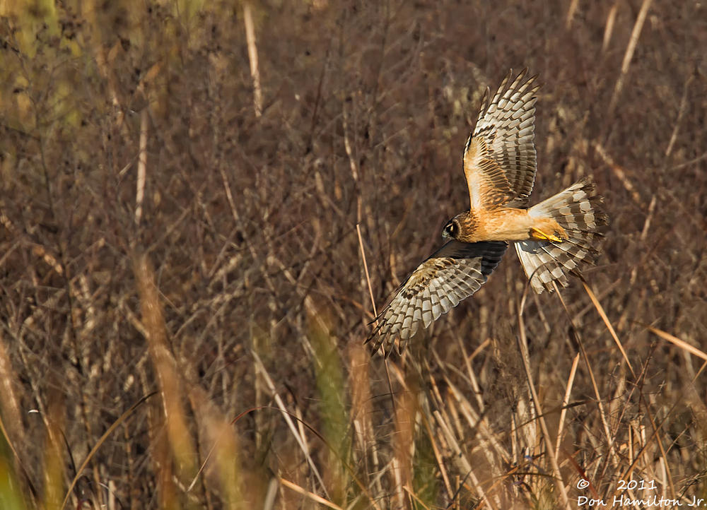Northern-Harrier-Series