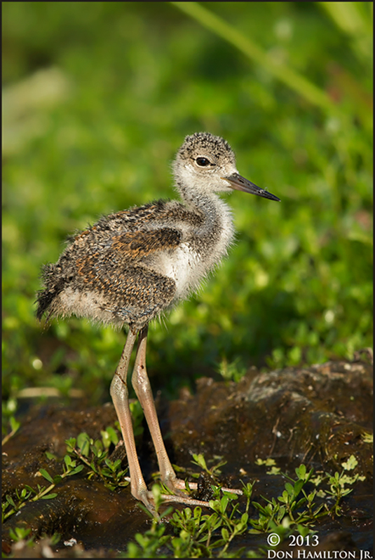  O7T5973-Black-winged-Stilt,