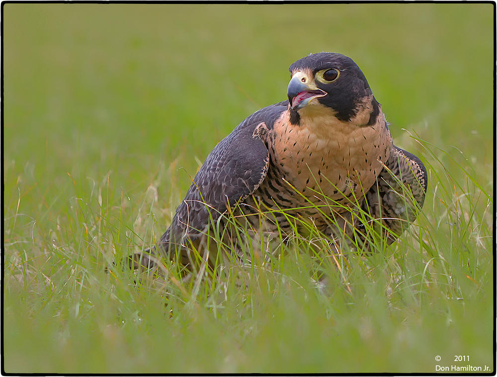 Peregrine-Falcon-Forum