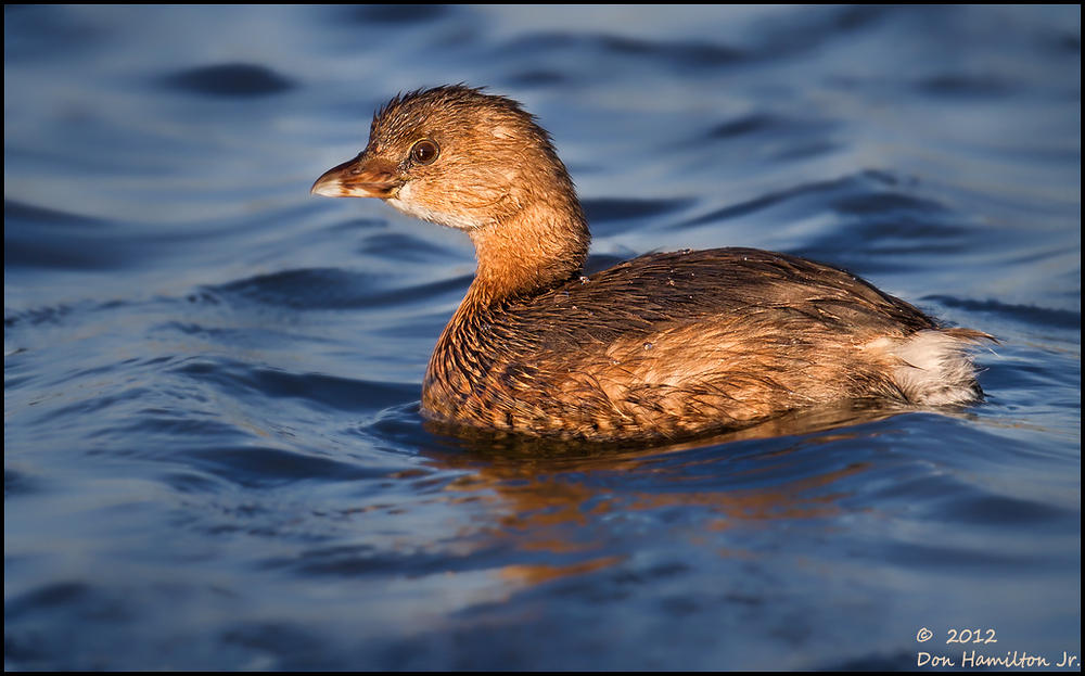 Pied-billed-Grebe-Breeding