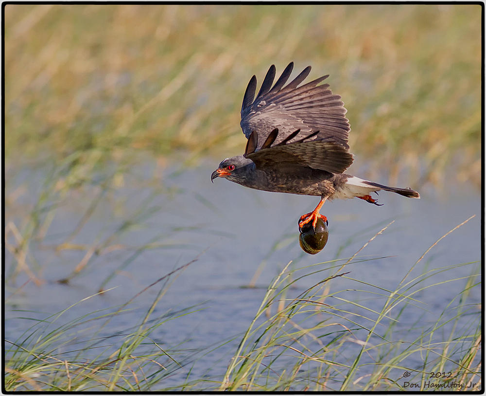 Snail--Kite