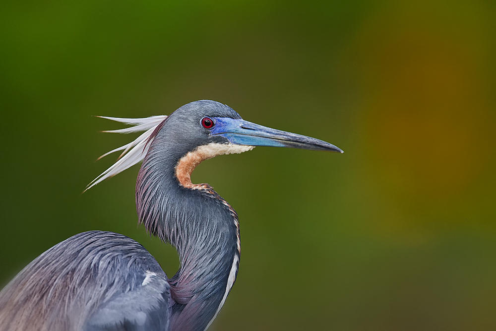 Tricolor-Plumage