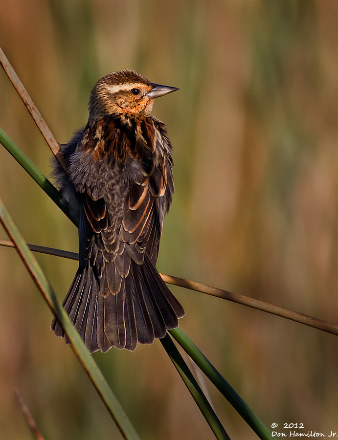 Within-The-Reeds