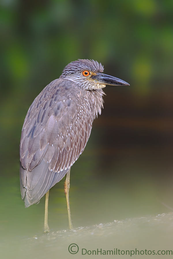 Yellow-Crown-Heron-JuviO7T8689