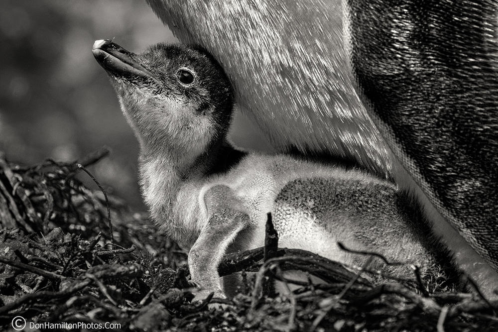 Gentto-Chick&-Mom F7I8846