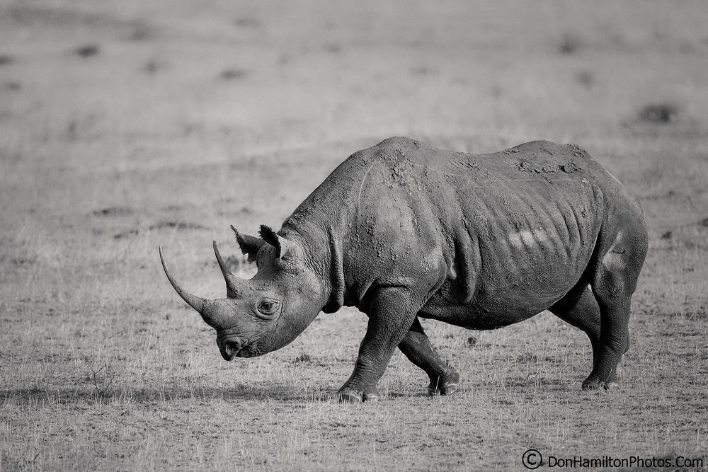 Black-Rhino F7I9225