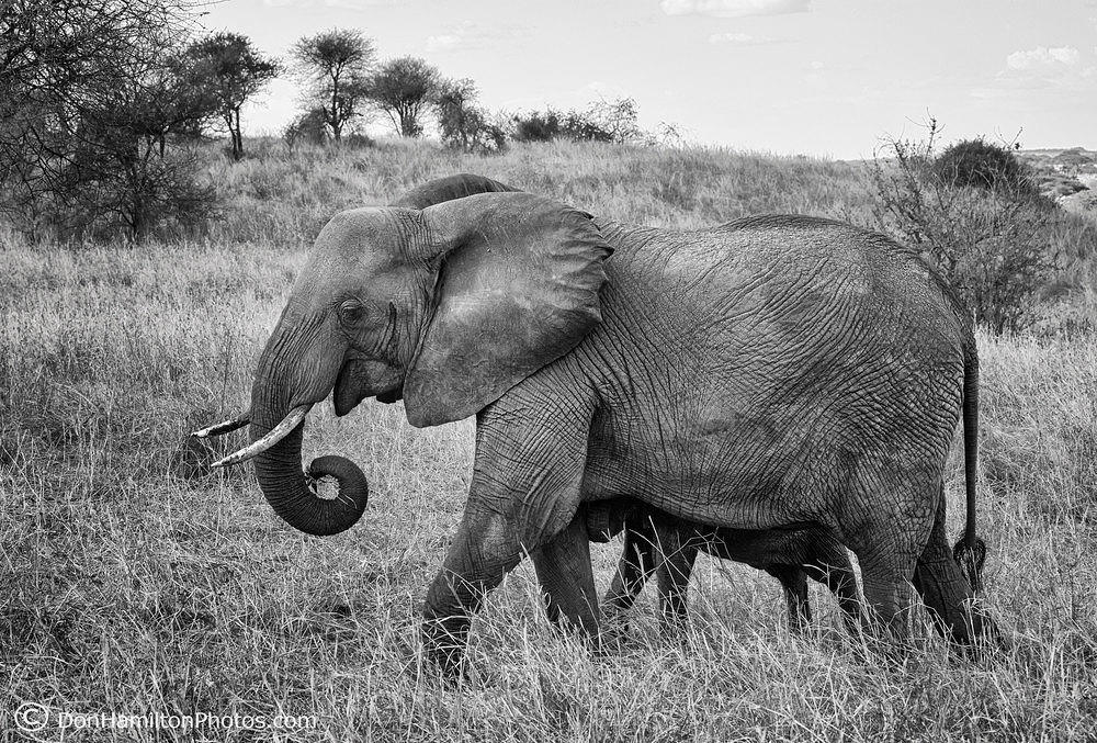 Elephant-Motor,Calf U8A5116