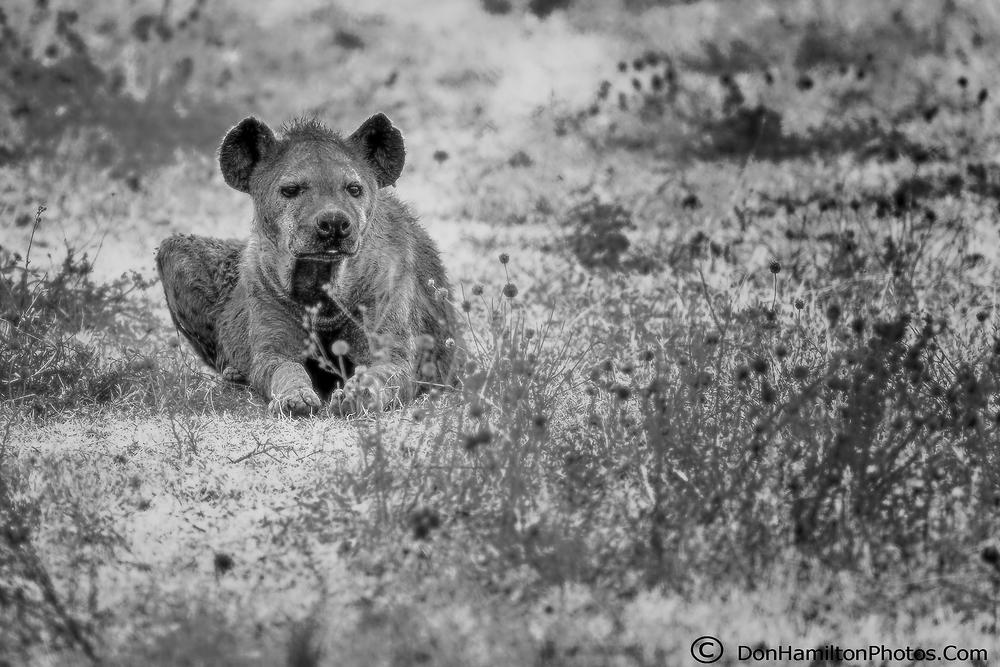 Hyena-monochrome F7I8879