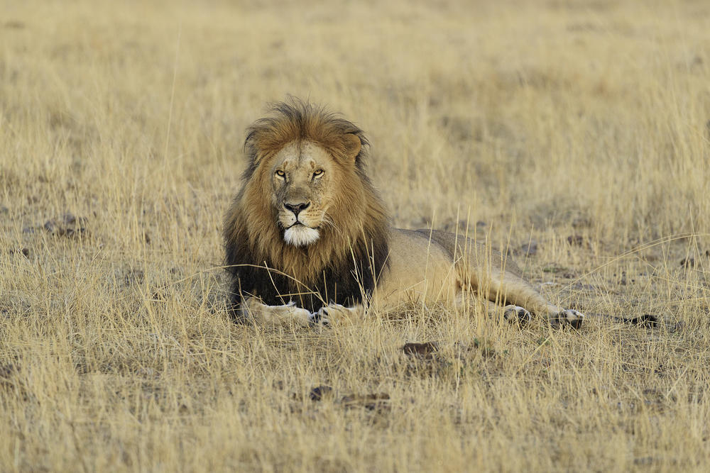 Mature Male Lion F7I1828