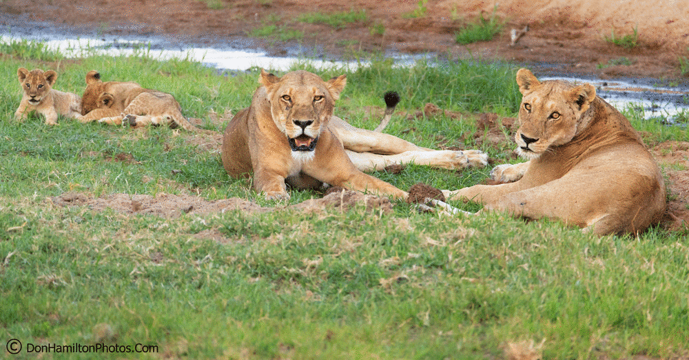 Mothers-and-cubs-Ruaha F7I0713