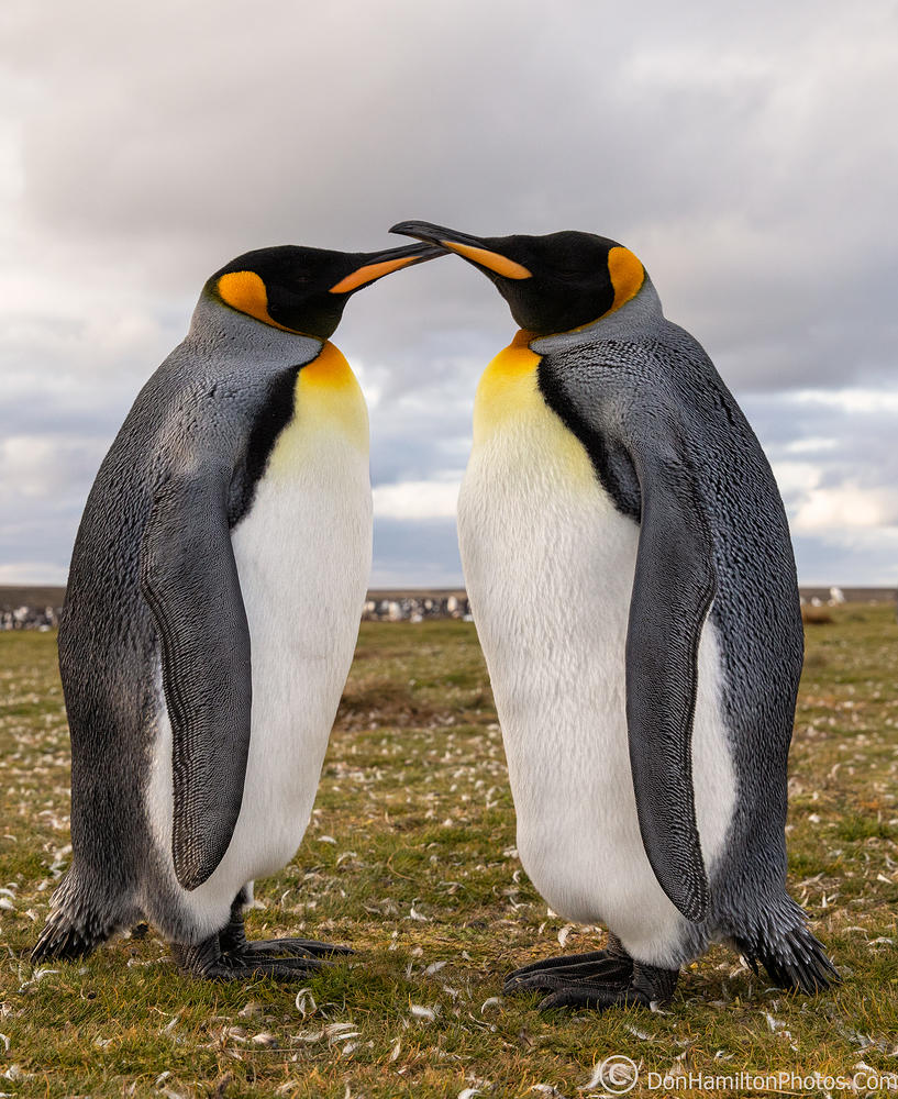 King-Penguin-Pair-Crop U8A3568