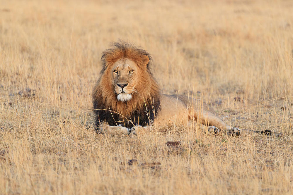 donald Hamilton Jr. - Mature Male Lion F7I1828
