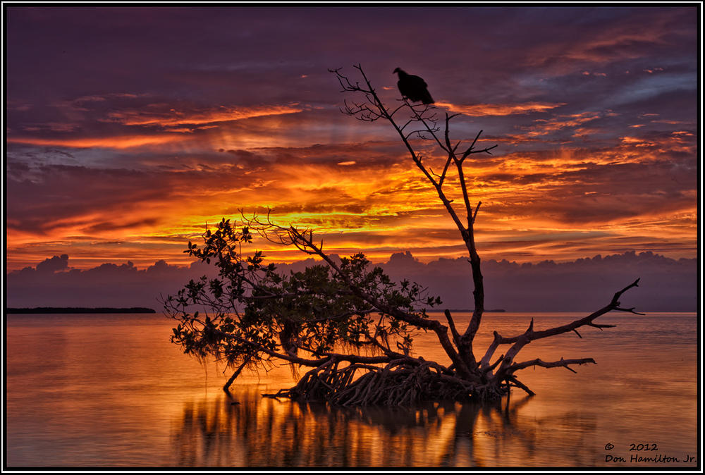 Flamingo's-Buzzard-Am