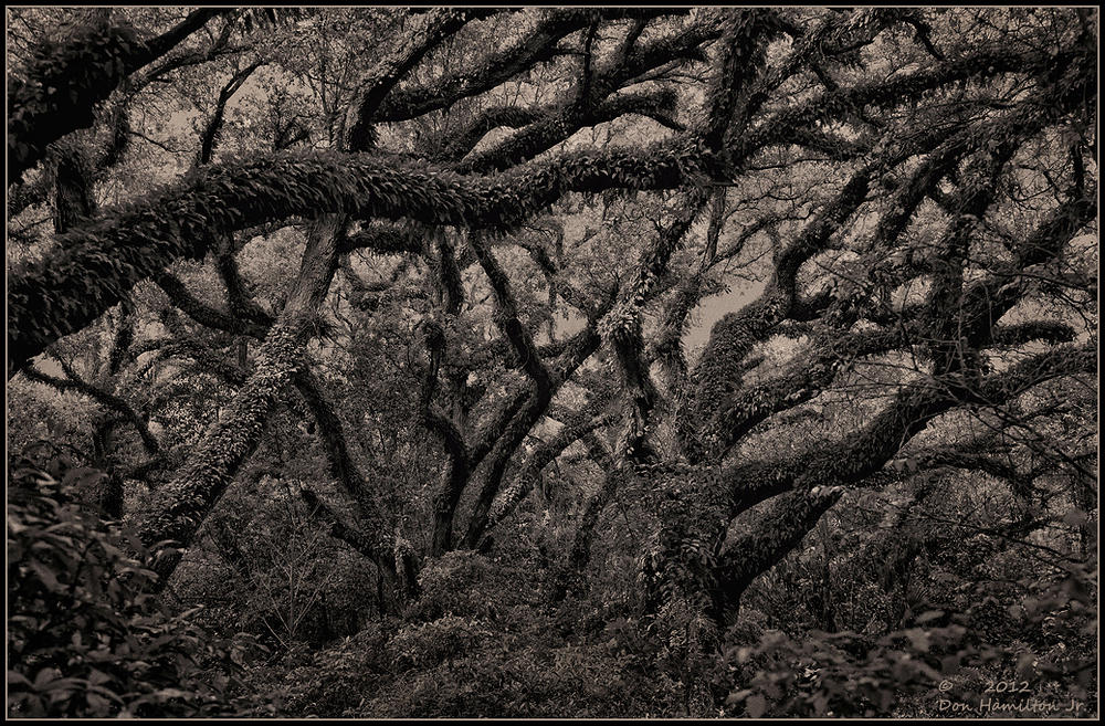 Mossy-Oaks