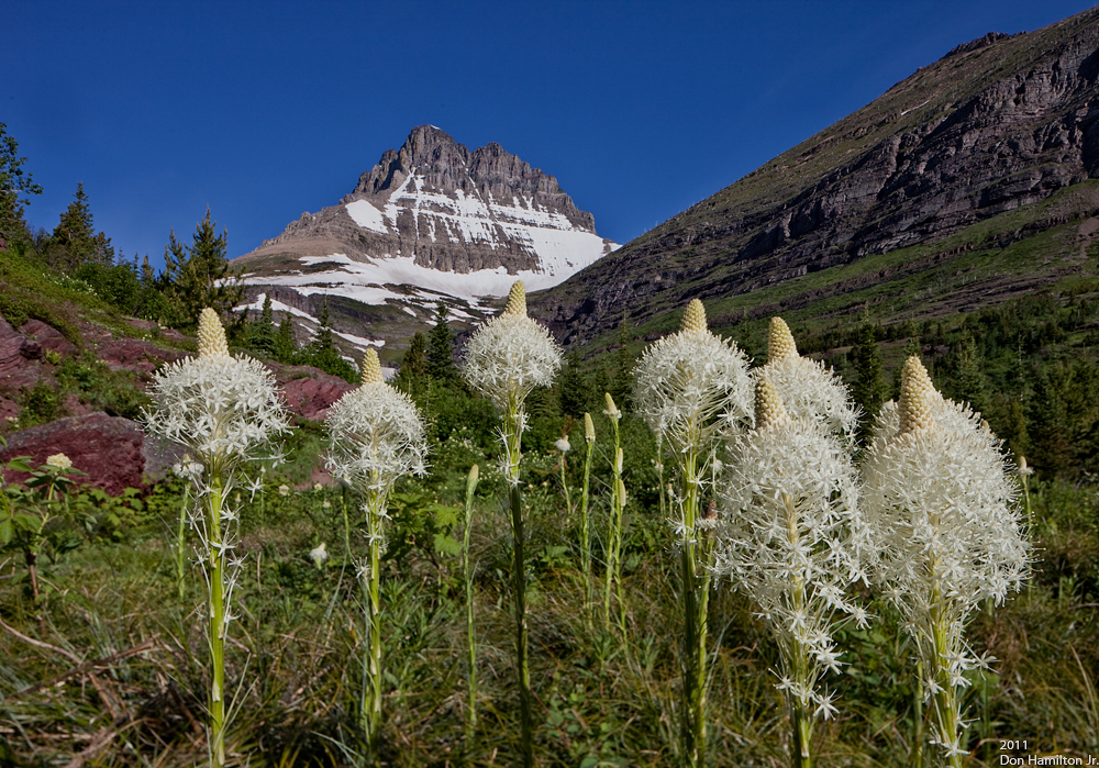 Red-Rocks-Bear-Grass-jpg
