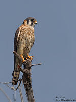 American-Kestrel