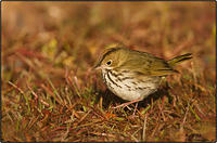 EverGlades-Oven-Bird