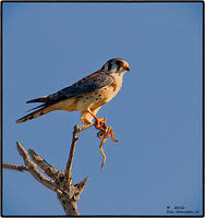 Froggy-Kestral