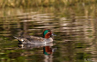 Green-Wing-Teal-drake