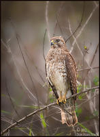 Juvi-Coopers-Hawk-SmugMug