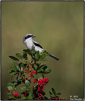 Loggerhead-Shrike