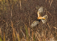 Northern-Harrier-Series