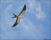 OverHead