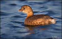 Pied-billed-Grebe-Breeding