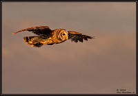 Sunrise-Flight