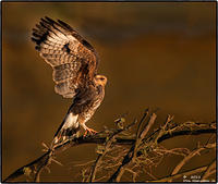 Sunrise-Snail-kite