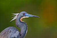 Tricolor-Plumage