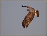 Wing-It